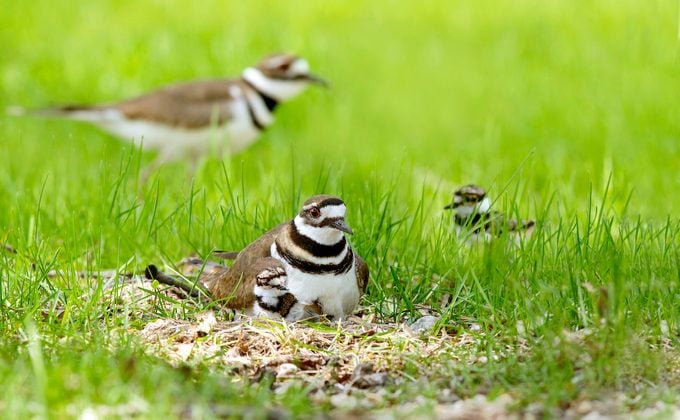 A killdeer family at a nest, which is in a shallow depression on the ground 