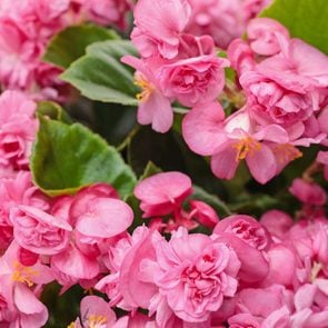 Pw Begonia Double Up Pink 0