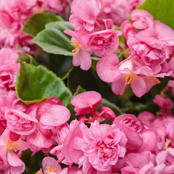 Pw Begonia Double Up Pink 0
