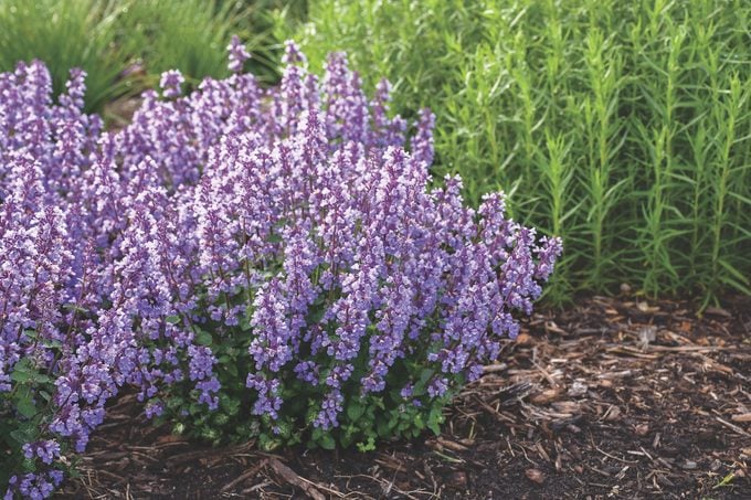 Will A Catmint Plant Attract Cats To The Garden? - Birds And Blooms