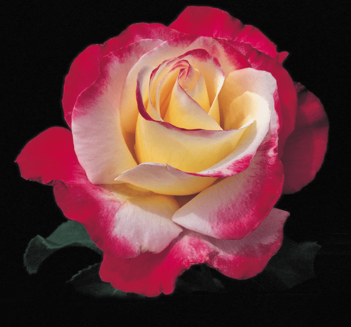 Las Vegas Rose - Hybrid Tea - Lightly Fragrant – Heirloom Roses