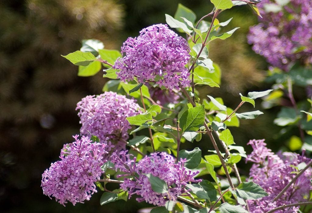 What to Know About Lilac Bush Care