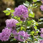 Lilac Bush Not Blooming? Here’s What to Do?