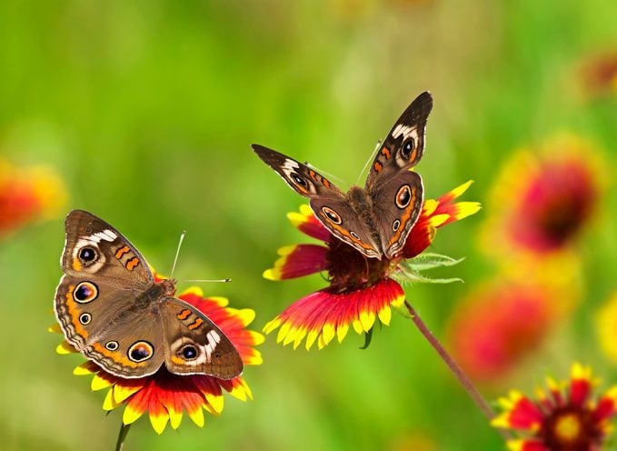 Buckeye Butterflies On Indian Blanket Flowers