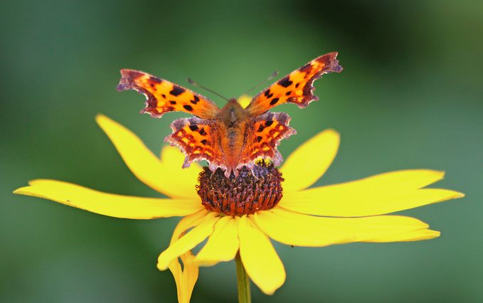 Comma Butterfly On Yellow Flower