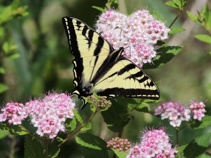 Western Tiger Swallowtail On Spirea Flowers