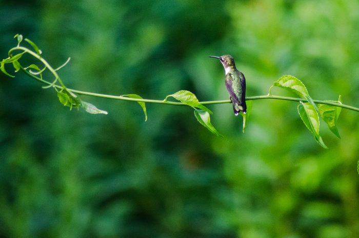 hummingbird characteristics