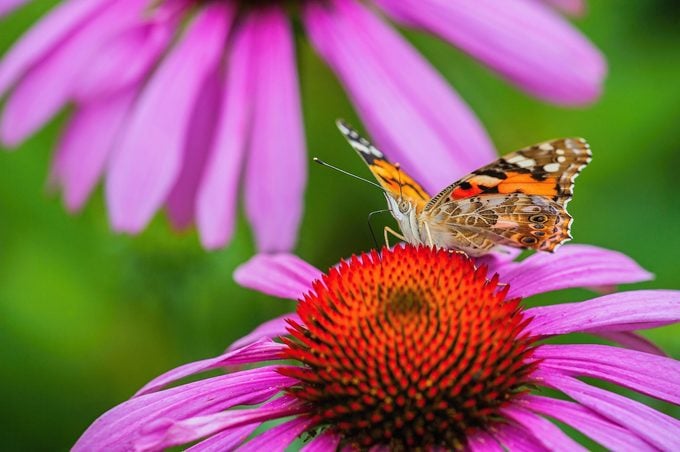 painted lady butterfly migration