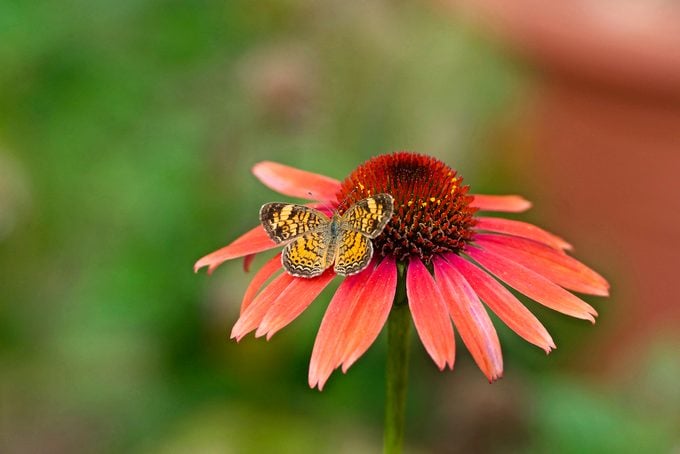 Coneflower With Pearl Crescent, Phyciodes Tharos