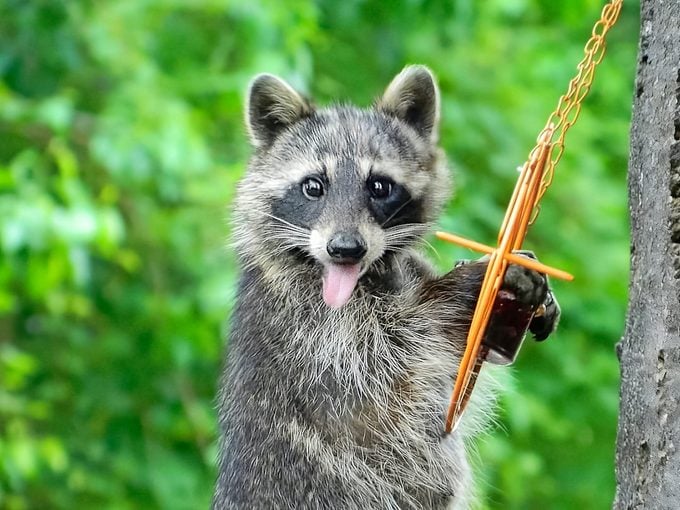 how to raccoon-proof bird feeders