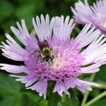 Attract Butterflies With Native Stokes’ Aster