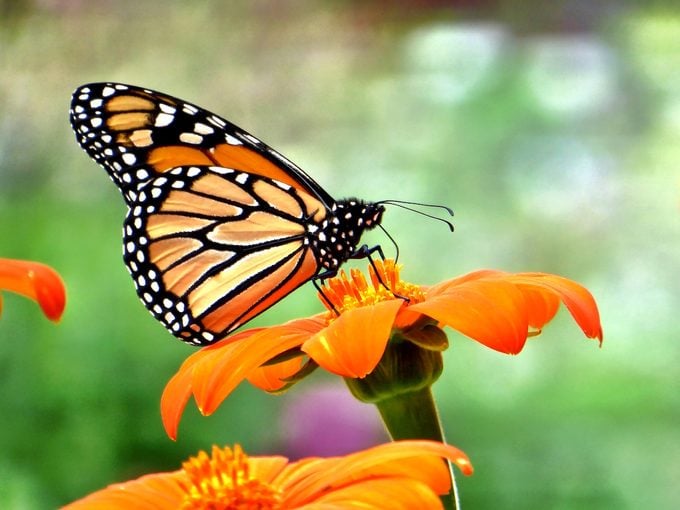 Monarch butterfly using its proboscis