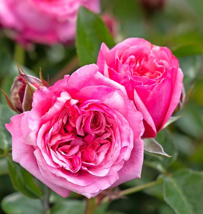 fragrant roses 43156 Rosa Eau De Parfum Blush 7385mnc