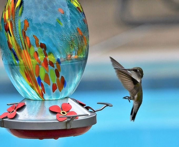 Ruby-throated hummingbird at sugar-water feeder