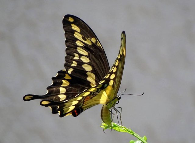 Giant swallowtail butterfly laying eggs
