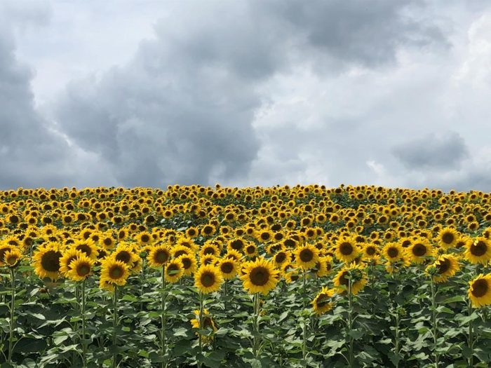 One Of My Husband's (nick Novak) Sunflower Fields Right Before A Storm.