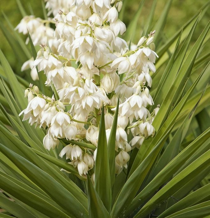 Portrait Of Yucca Plant With Blossoms.