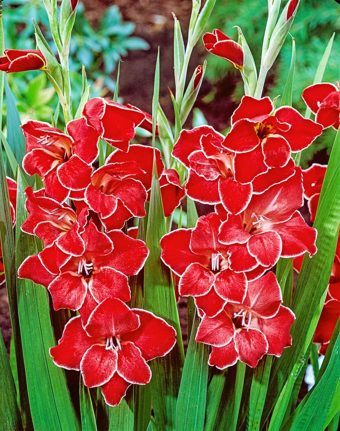 Gladiolus Primulinus Atom