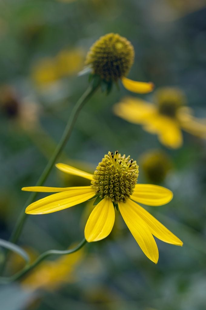 Yellow Cutleaf Coneflower flower