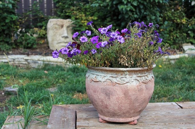 A neglected and drying pot of petunias outside