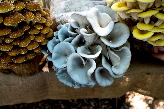 Close-up of Blue oyster mushrooms, yellow oyster mushrooms, Chestnut Mushrooms