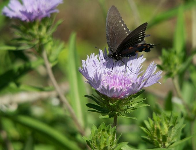 Black Swallowtail on Aster