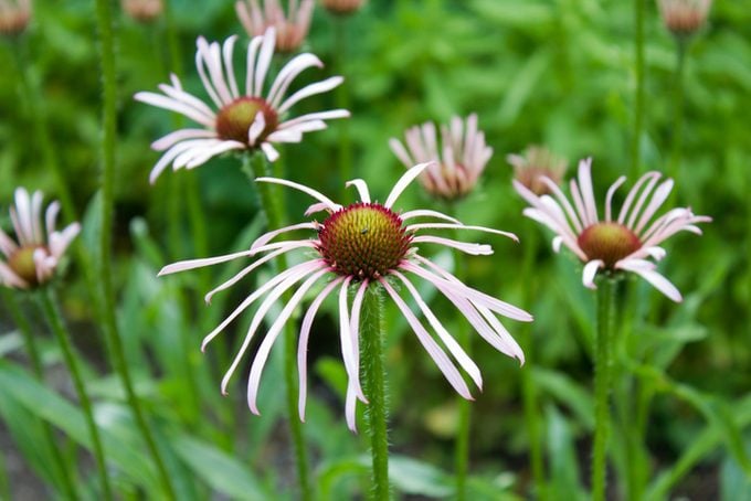 Purple coneflower (Echinacea pallida), close-up, in a garden at spring