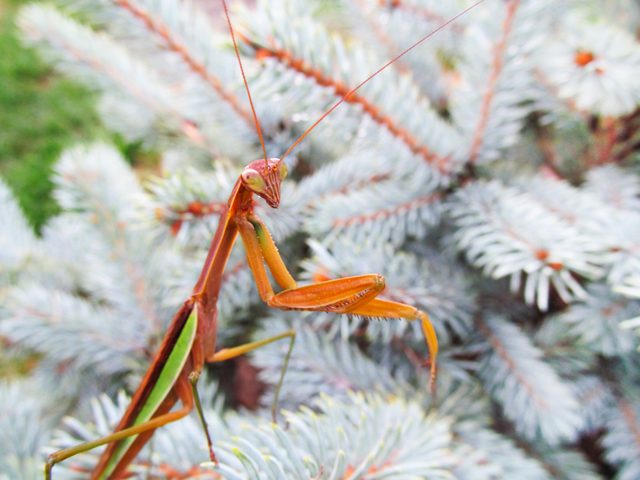 Insect of Praying Mantis on ornamental fir tree branches.