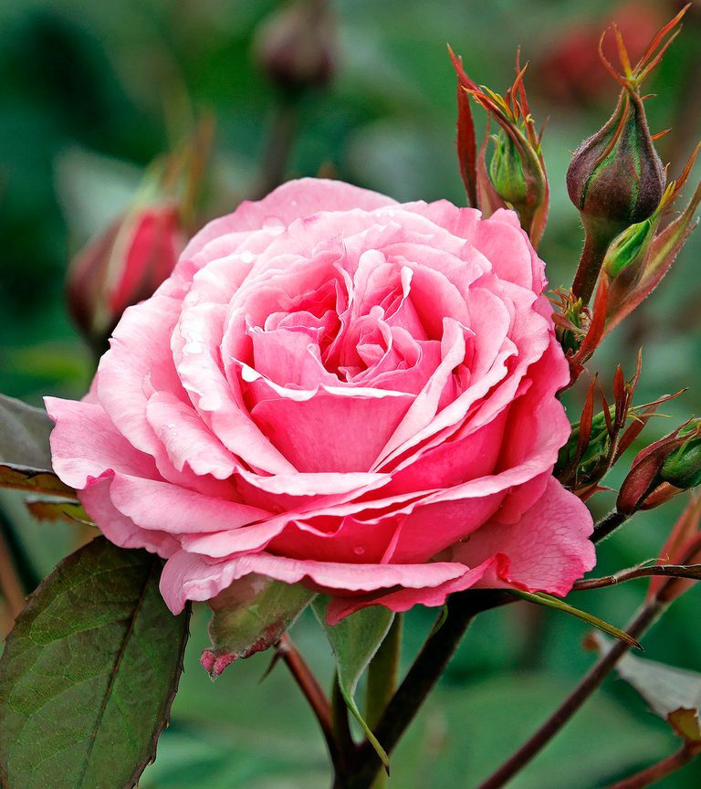 Top 10 Fragrant Roses to Perfume Your Garden - Birds and Blooms