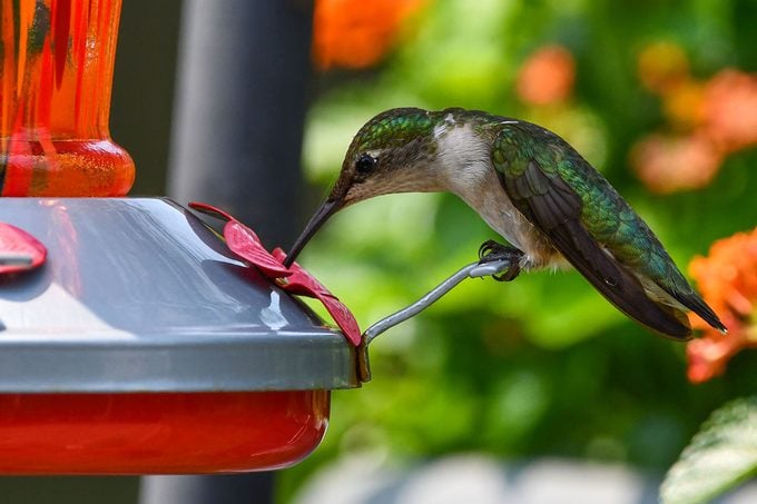 Ruby-throated hummingbird at sugar-water feeder