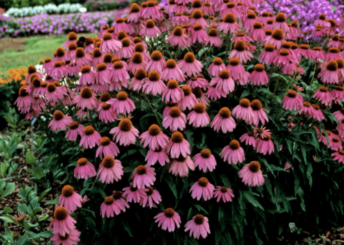 Dwarf Coneflower Varieties for Small Spaces - Birds and Blooms