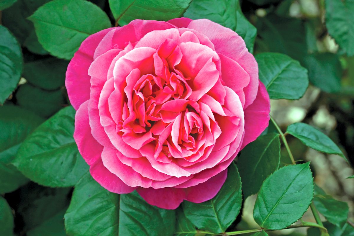 Star Dee Lish 002 fragrant roses