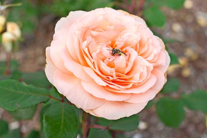 fragrant roses Star Parfuma Bliss Blooms 004