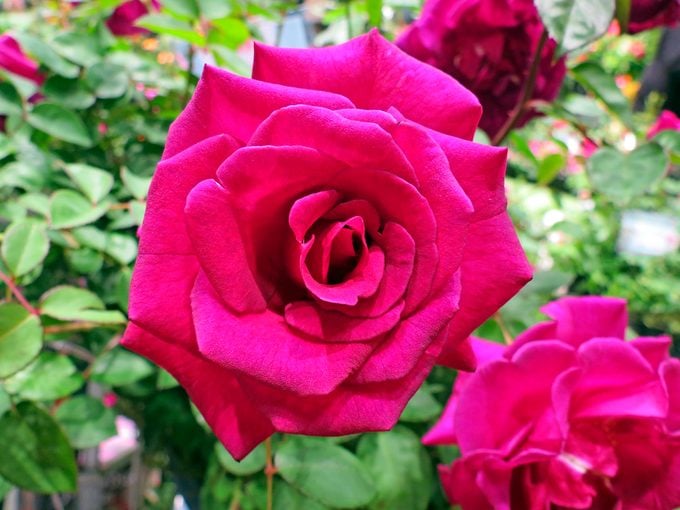 Suntory Rose Brindabella Purple Prince 002