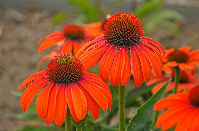 plants with people's names julia coneflower
