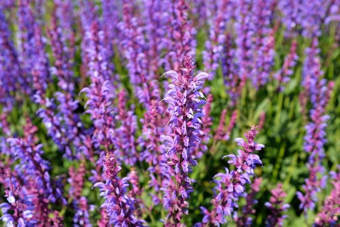 deer resistant plants Salvia (commonly Known As Sage) Known As Salvia X Sylvestris 'dear Anja', With Its Bright Blue Purple Flowers, On A Bright Summer's Day In England