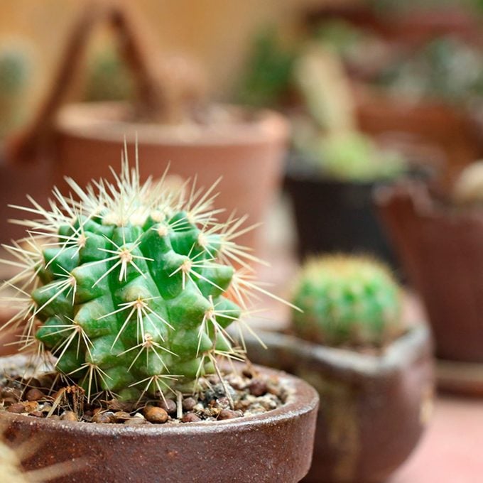 Shutterstock 246098719 Cactus