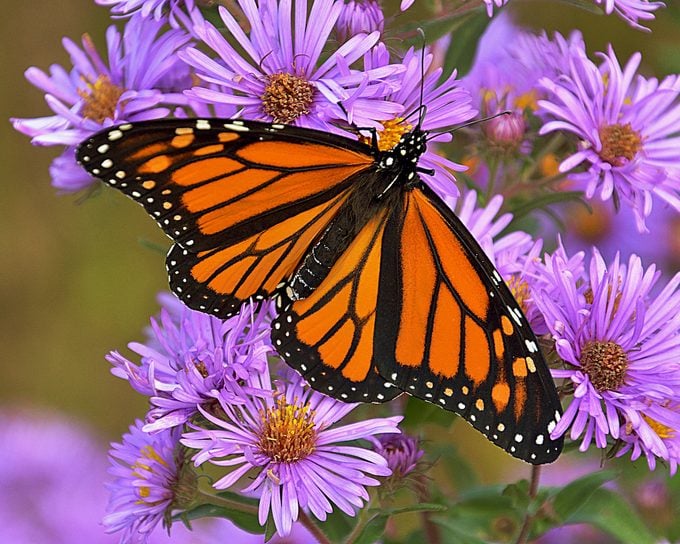 aster flower monarch