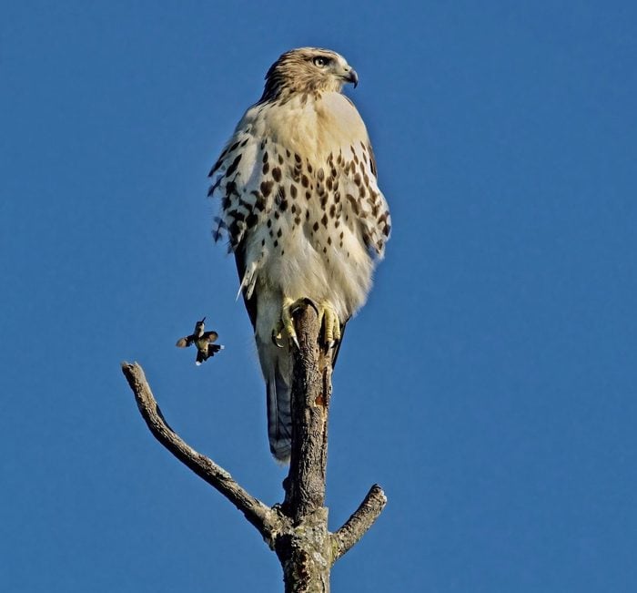 pictures of hawks
