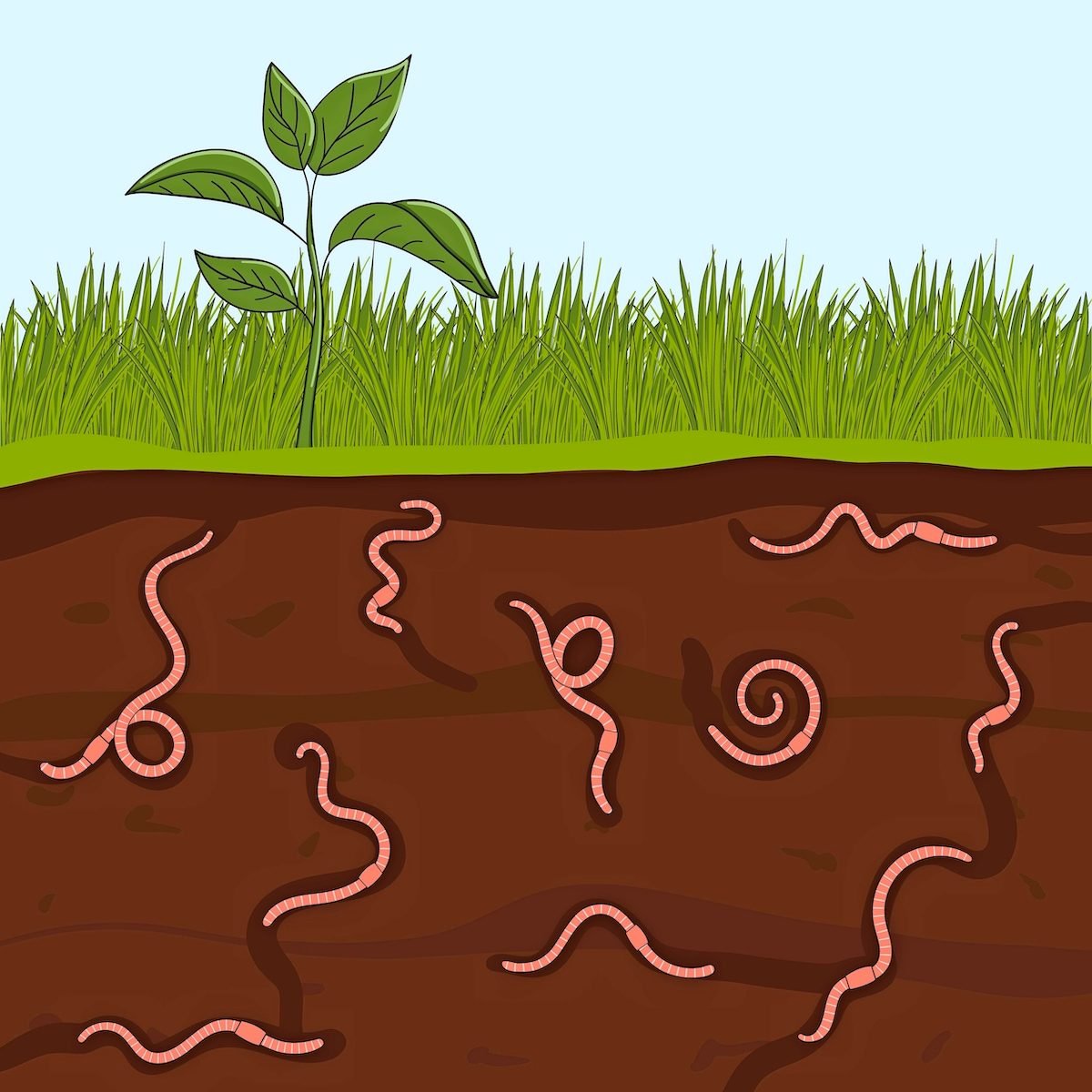 7 Earthworm Facts You Should Know - Birds and Blooms