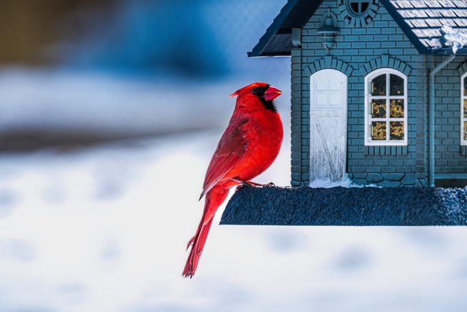Cardinal At Feeder In Winter
