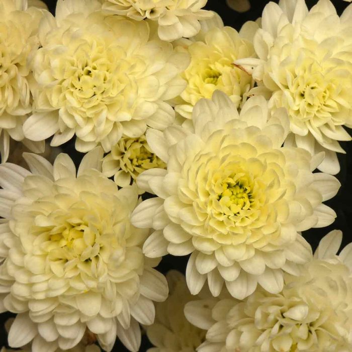 Chrysanthemum Shutterstock 745459438