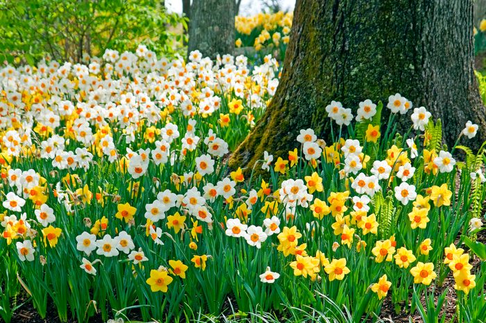 Daffodil Blend Sunshine Boys   Colorblends.com