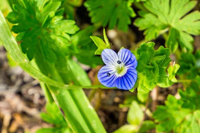 Persian Speedwell (veronica Persica; Plantain Family) Wildflower Blooming In California, Native To Eurasia