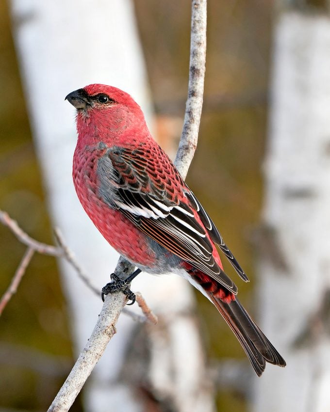 Pine Grosbeak Stock Photo. Pine Grosbeak Close Up Rear View, Perched  With A Blur Background In Its Environment And Habitat. Image. Picture. Portrait.