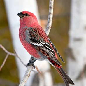 Pine Grosbeak Stock Photo. Pine Grosbeak Close Up Rear View, Perched  With A Blur Background In Its Environment And Habitat. Image. Picture. Portrait.