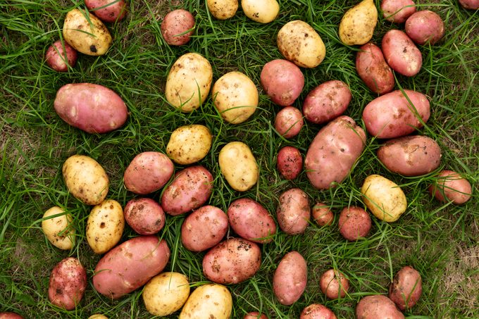 Many young freshly dug white and red potatoes lie on the ground where green grass grows.