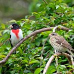 5 Types of Grosbeak Birds You Should Know