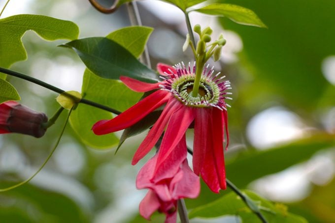 Passiflora racemosa or Passiflora racemosa is a species of the genus Passiflora of the Passiflora family from eastern Brazil.