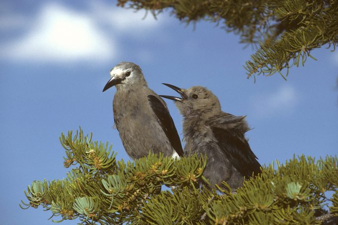Clark's nutcracker with fledgling chick begging for food Nucifraga columbiana Bryce Canyon National Park, Utah, USA
